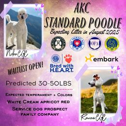 Coming soon - Red  female Poodle puppy in Auburndale, Florida from The Olympus Standard Poodle