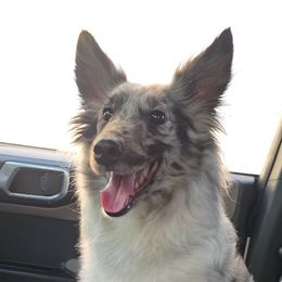 Willow Rayne - Shetland Sheepdog