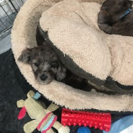 Aussiedoodle Puppies from North Idaho Miniature Aussiedoodles