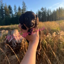 Dachshund Puppies from McJazzin Doxies