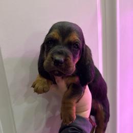 Professor Severus Snape - Black tan and white male Basset Hound puppy in Leroy, Michigan from Iron Sentry Farms