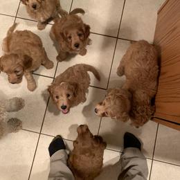 Bernedoodle, Goldendoodle, and Aussiedoodle Puppies from Lakeside Doodles