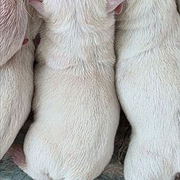 Female 2 - White female West Highland White Terrier puppy in Mcneal, Arizona from Olympian Giant Schnauzers and Westie’s!