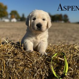 Aspen - Light golden male Golden Retriever puppy in Piqua, Ohio from Golden’s of Remington Fields