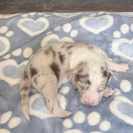 Bambi - Blue merle male Border Collie puppy in Guffey, Colorado from Sunset Ridge