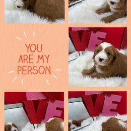 Myrrh - Red male Cavapoo puppy in Wayland, New York from Loris Pampered Pooches💕