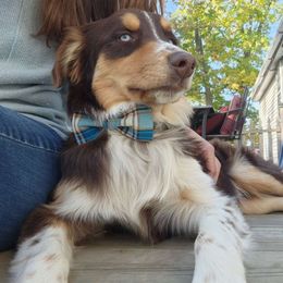 Murphy - Australian Shepherd