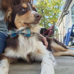 Murphy - Australian Shepherd