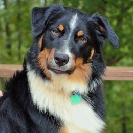 Australian Shepherds from Sipsey River Australian Shepherds