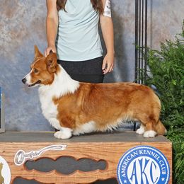 Louis - Cardigan Welsh Corgi