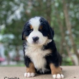 Camilla - Black rust and white Bernese Mountain Dog puppy in New Haven, Indiana from Milan Berners