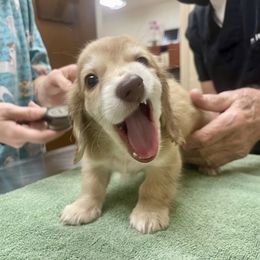 Dachshund Puppies from Island Farms Mimi’s Dachshunds Florida