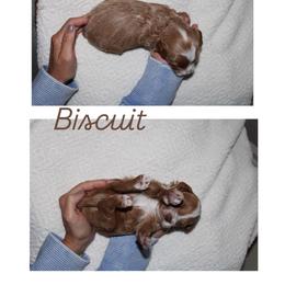 Biscuit - Red  male Goldendoodle puppy in Trenton, Tennessee from Pickard’s country Golden doodles