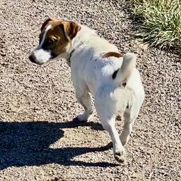 Pippin - Jack Russell Terrier