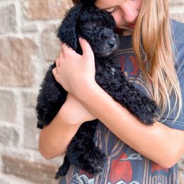 Poodle Puppies from Woofadoodles