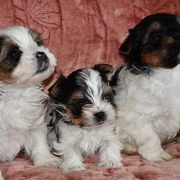 Biewer Terrier Puppies from Little Gems Biewer Terriers