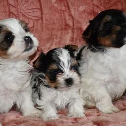 Biewer Terrier Puppies from Little Gems Biewer Terriers