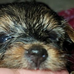 Yorkshire Terriers from Vazquez Yorkies