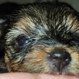 Yorkshire Terriers from Vazquez Yorkies