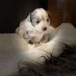 Miniature Australian Shepherd Puppies from Windy Hills Mini Aussies