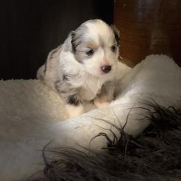 Miniature Australian Shepherd Puppies from Windy Hills Mini Aussies