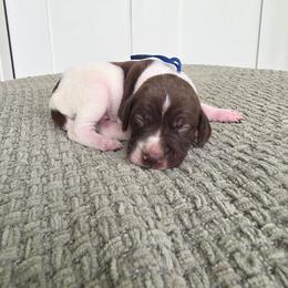 Blue Boy - Liver and white male German Shorthaired Pointer puppy in Nampa, Idaho from Heart Mountain Cavaliers & Floating Feathers Kennel