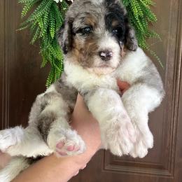 Barkley - Merle male Bernedoodle puppy in Thornville, Ohio from Four Front Doodles & Friends