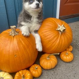Pomsky Puppies from Periwinkle Pomskies