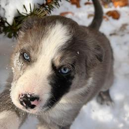 Kisses - Blue merle female Border Collie puppy in Centerton, Arkansas from Chappell Breeding