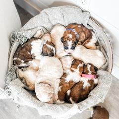 Aussiedoodle, Goldendoodle, Poodle, Saint Berdoodle, Saint Bernard, and Sheepadoodle Puppies from Rocky Ridge Ranch