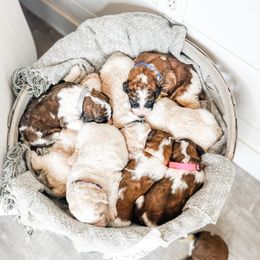 Aussiedoodle, Goldendoodle, Poodle, Saint Berdoodle, Saint Bernard, and Sheepadoodle Puppies from Rocky Ridge Ranch