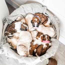 Aussiedoodle, Goldendoodle, Poodle, Saint Berdoodle, Saint Bernard, and Sheepadoodle Puppies from Rocky Ridge Ranch