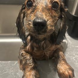 Dachshund Puppies from The long dogs of indiana