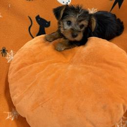 Myria F Morkie - Black and tan female Yorkshire Terrier puppy in Silverhill, Alabama from Malteseuluv’s Tiny Treasurers