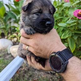 Rachel (Pink Collar) - Sable female German Shepherd puppy in Mason, Michigan from Sweet Breeze Acres