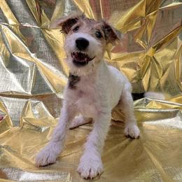 Second-Born Boy - White black and tan male Wire Fox Terrier puppy in Ennis, Texas from Syrayed Farm