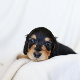 Frankie - Black and tan male Dachshund puppy in El Dorado Hills, California from Golden Hill Dachshunds