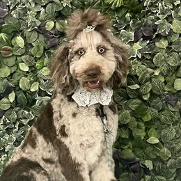 Labradoodles from Upper Echelon