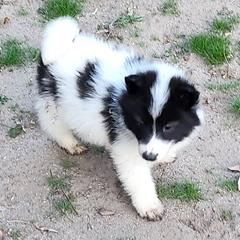 Native American Indian Dog Puppies from Corn Moon Kennels