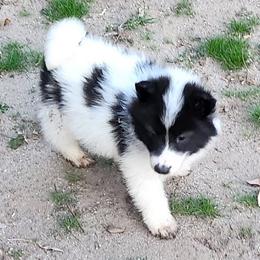 Native American Indian Dog Puppies from Corn Moon Kennels