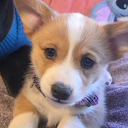 Pembroke Welsh Corgi Puppies from Ruidoso's Crowned Companions