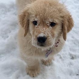 Golden Retriever puppies from Seven Hills Goldens