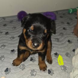 Green, girl - Black and mahogany female Rottweiler puppy in Greenville, Georgia from Rottbies