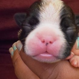 Boston Terrier Puppies from The Christian Bostons
