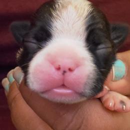 Boston Terrier Puppies from The Christian Bostons