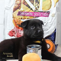 Artemis  (C) - Black female German Shepherd puppy in De Land, Florida from 3B’s Animal Artistry