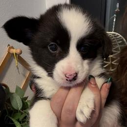 Boy 1 - Black and white male American Corgi puppy in Castle Rock, Washington from R and b corgis and farm