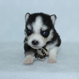 Jinu - Black and white male Pomsky puppy in Clarkston, Utah from Red Rock Ranch Breeders