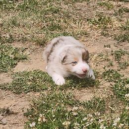 Denim - Red merle female Australian Shepherd puppy in Bumpass, Virginia from Glitterati Australian Shepherds