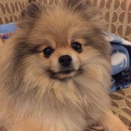 Beagles and Pomeranians from Celtic Rose Kennels